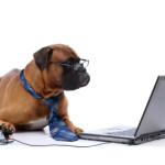 Online Poker Dog